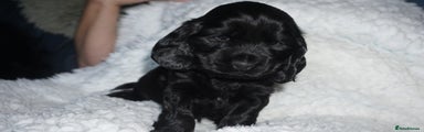 Cocker Spaniel Puppy 3