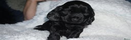 Cocker Spaniel dogs for sale: KC Reg Show Type Cocker Spaniel Puppies - Advert 3