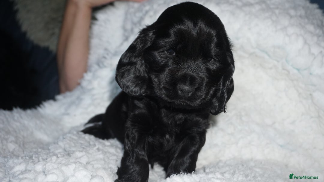 Cocker Spaniel dogs for sale: KC Reg Show Type Cocker Spaniel Puppies - Advert 3
