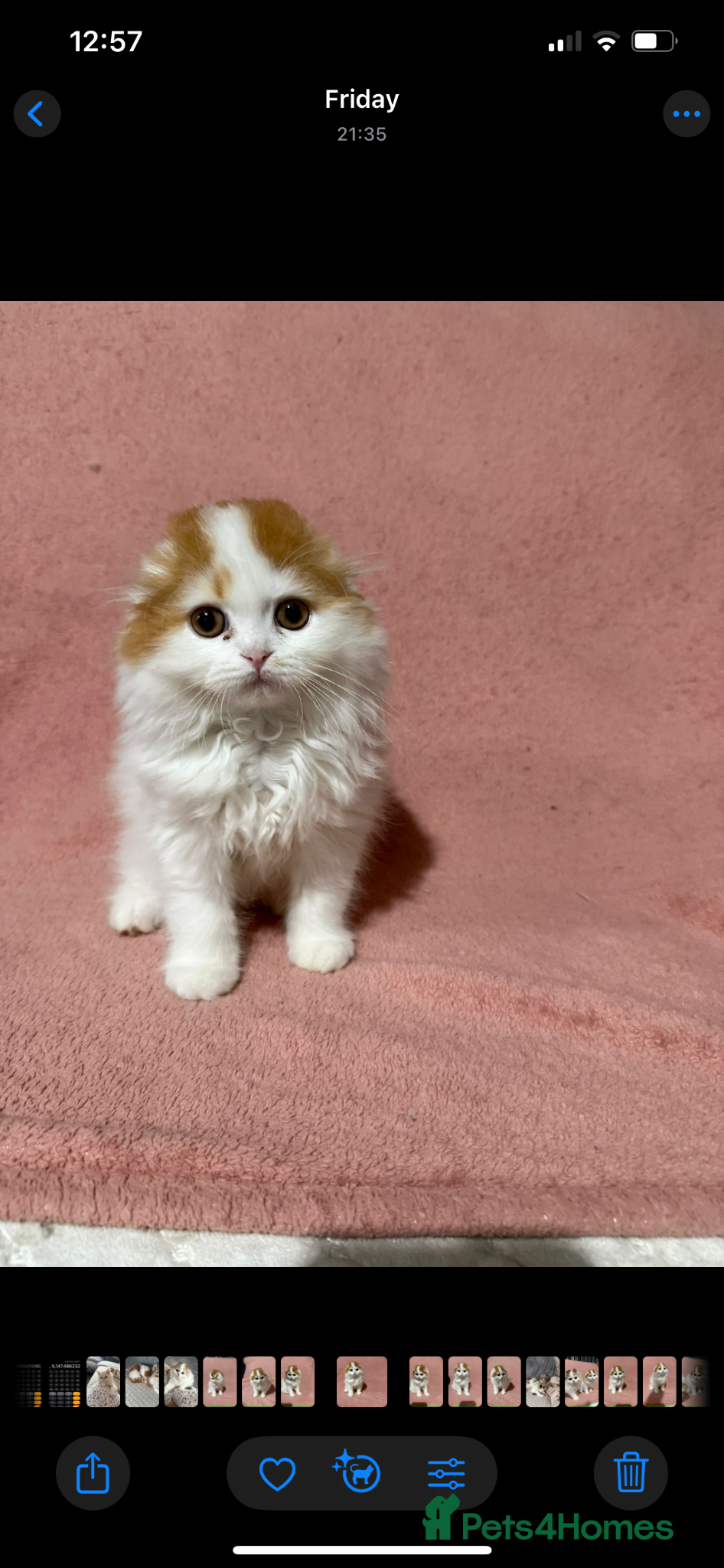 Scottish Fold cats Beautiful Scottish Fold × Ragdoll mix kittens   - Advert 1