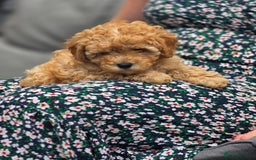 Cavapoo dogs for sale: F1b Toy Cavapoo Puppy last little Girl - Image 11