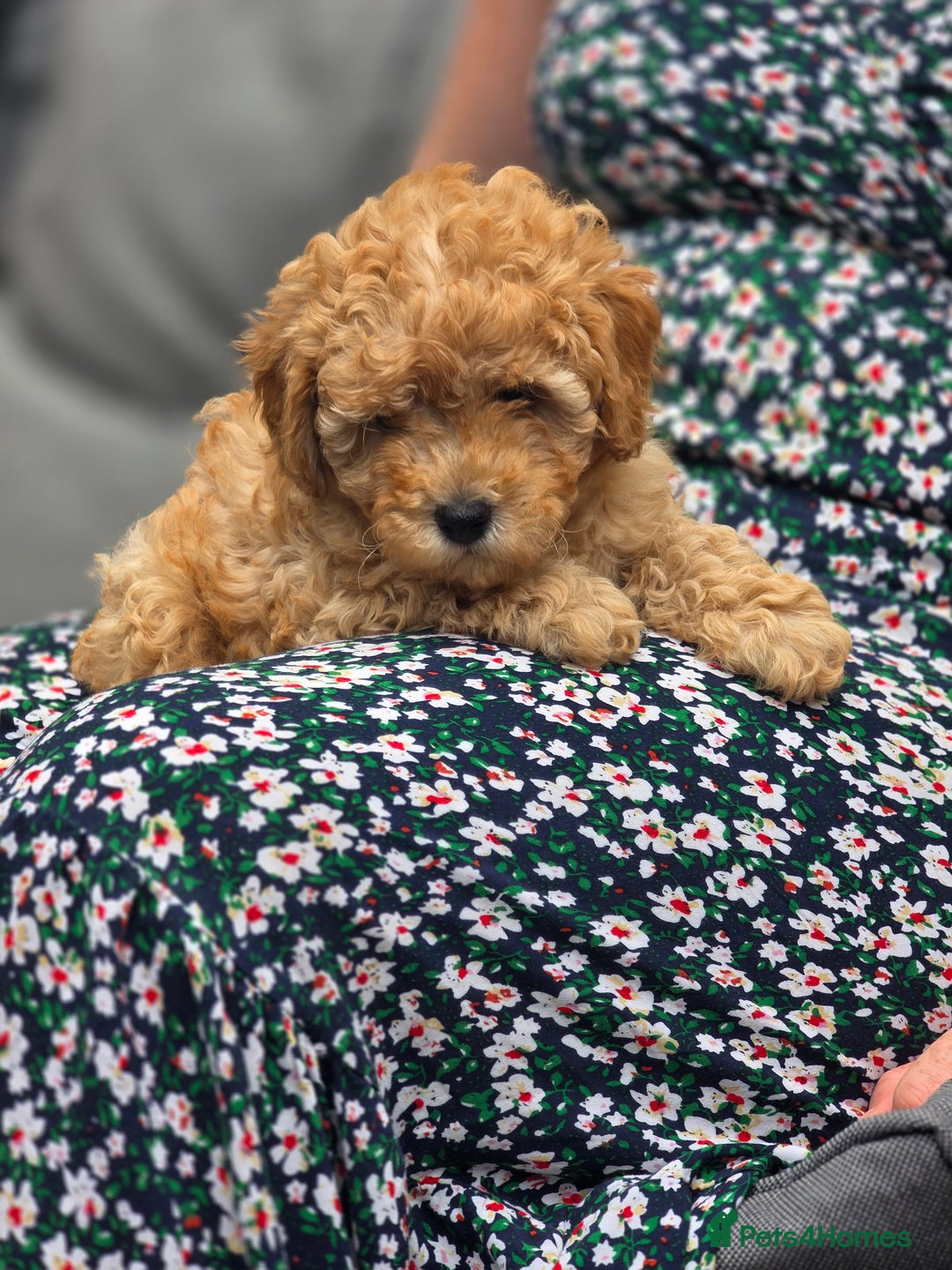 Cavapoo dogs for sale: F1b Toy Cavapoo Puppy last little Girl - Image 11