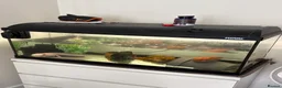 Axolotl reptiles for sale: Axolotl with full set up - Advert 1