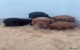 Cockapoo dogs for sale: Beautiful cockapoo for sale  - Image 1