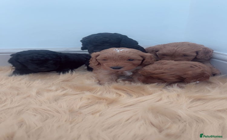 Cockapoo dogs - Advert 14