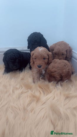 Cockapoo dogs - Advert 11