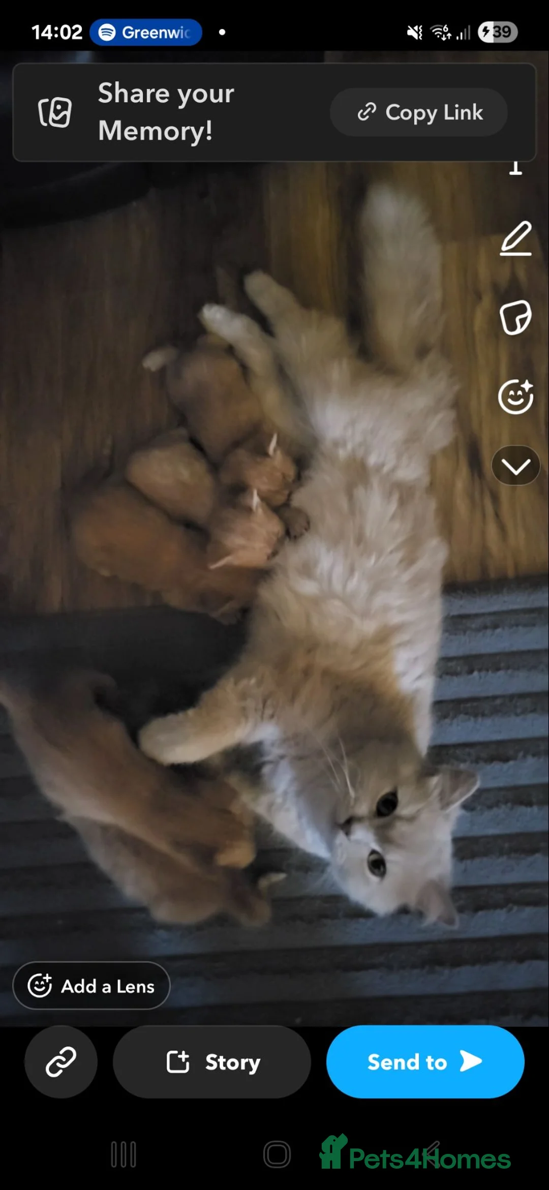 Mixed Breed cats for sale: Gorgeous mixed kittens for sale - Advert 7