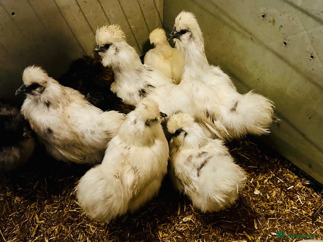 Chickens poultry for sale: SILKIE CHICKENS - Advert 4