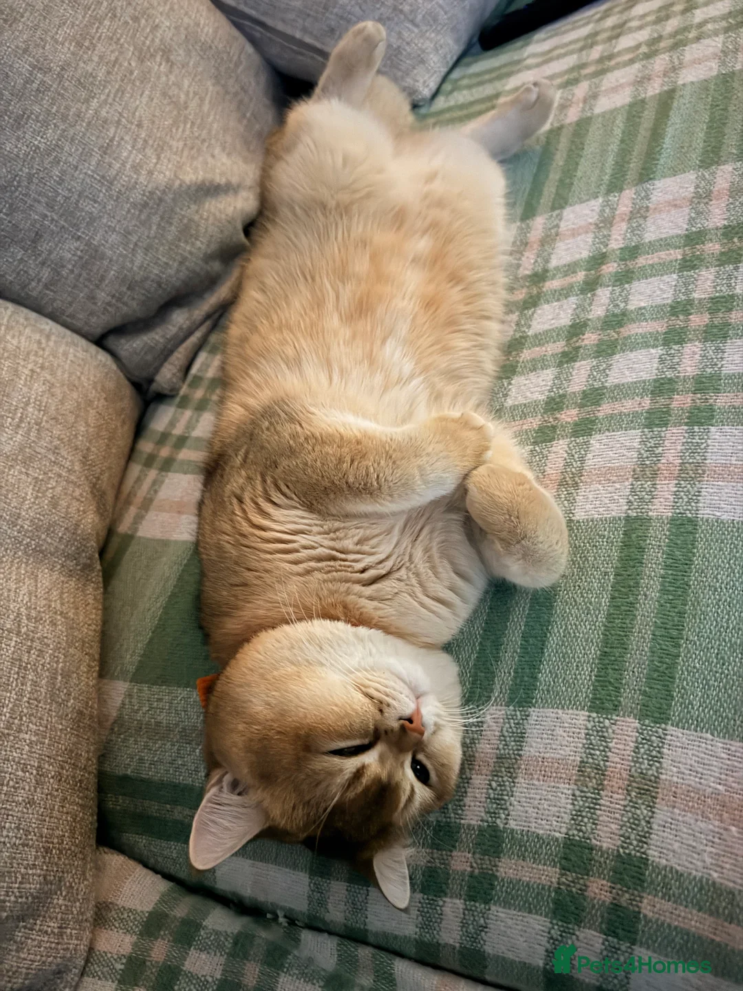 British Shorthair cats for stud: SHOW QUALITY STUD-BSH GOLDEN CHINCHILLA NY11 - Advert 3