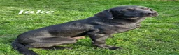Labrador Retriever dogs for sale: KC Labrador Retriever Puppies - Advert 3