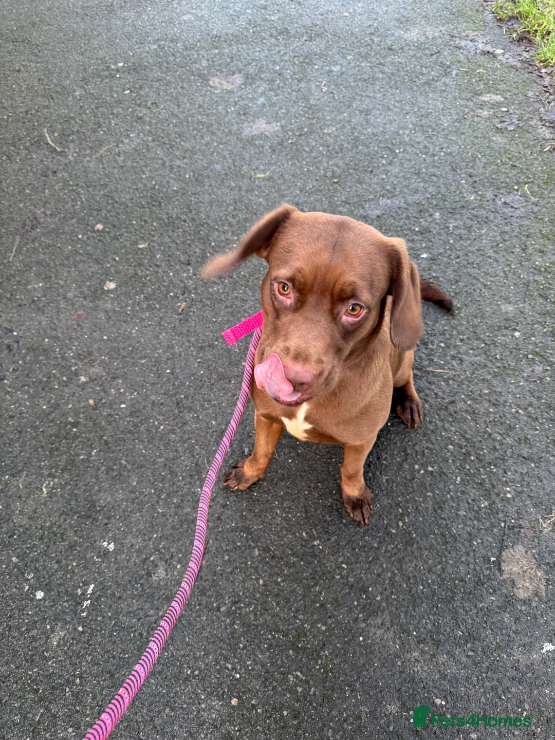 Dogue De Bordeaux dogs for sale: Dogue da Bordeaux cross springer spanie - Advert 2