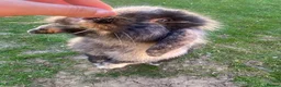 Lionhead rabbits for sale: Super playful Lionlop  - Advert 10