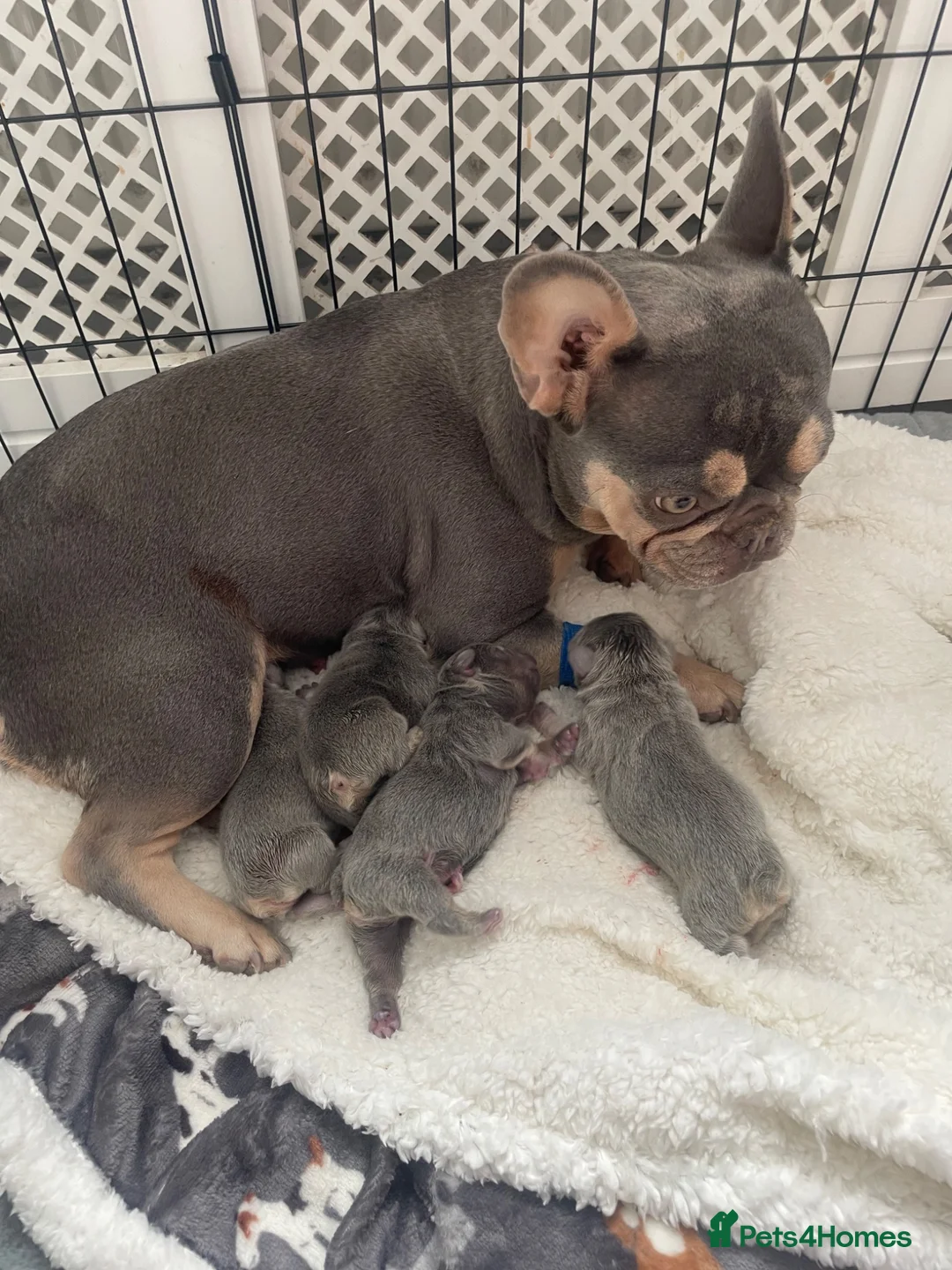 French Bulldog dogs for sale: Stunning litter of high quality French bulldogs  - Advert 2
