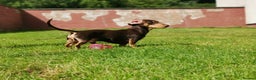 Miniature Dachshund dogs for stud: Harley (kleinartemis Apollo) KC NAME in Glasgow - Advert 8