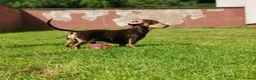 Miniature Dachshund dogs for stud: Harley (kleinartemis Apollo) KC NAME in Glasgow - Advert 8