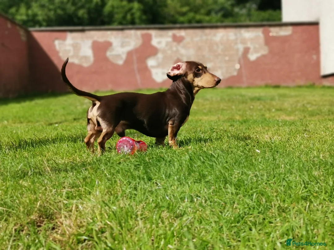 Miniature Dachshund dogs for stud: Harley (kleinartemis Apollo) KC NAME in Glasgow - Advert 8