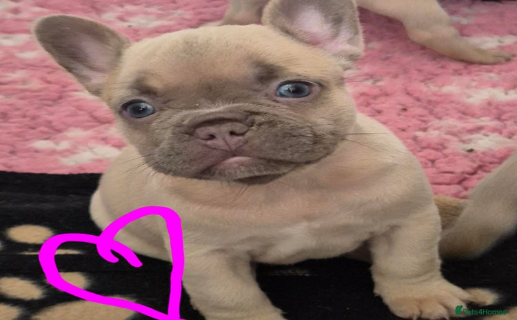 French Bulldog dogs - Advert 5