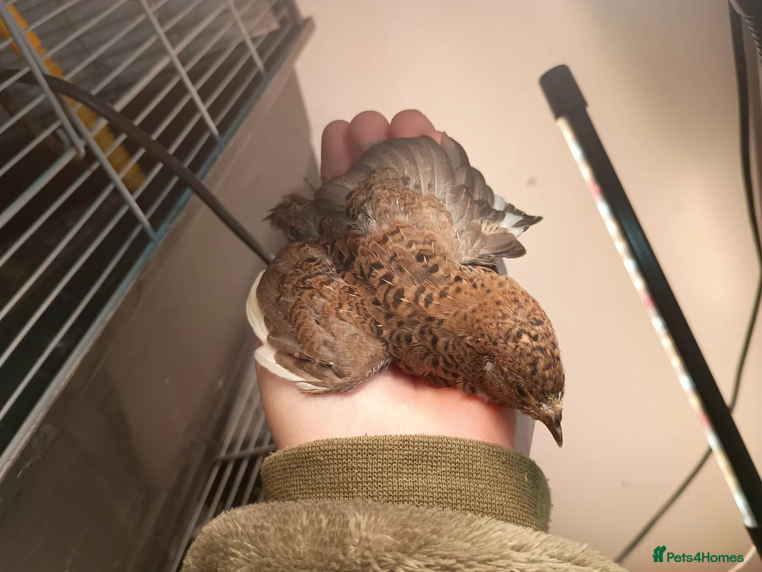 Quail poultry for sale: Chinese painted/button quail - Advert 6