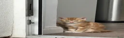 Bengal cats for sale: 5 beautiful mixed Bengal and Russian Angora. - Advert 10