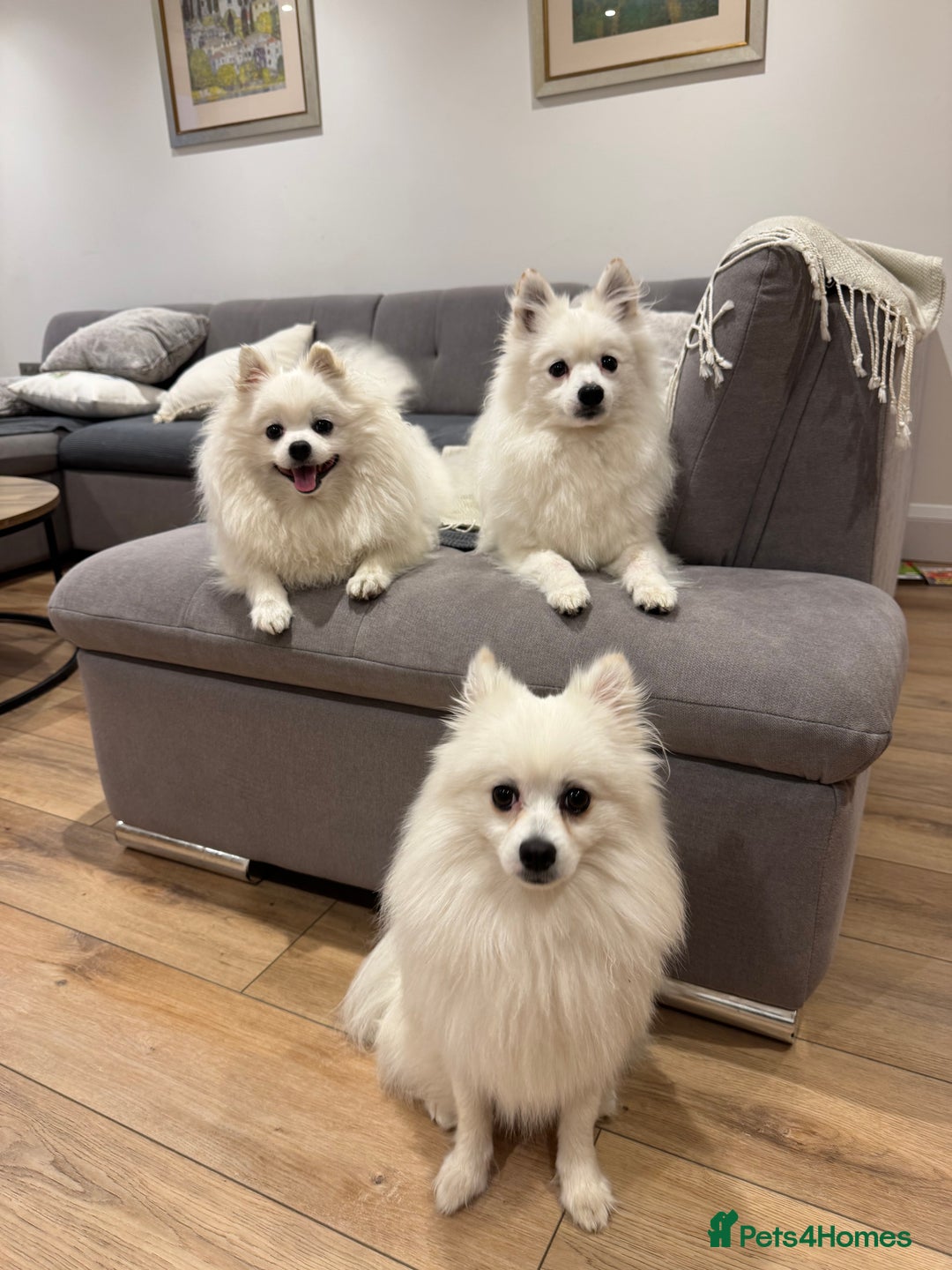 Pomeranian dogs for sale: Loving Pomeranian Looking for His Forever Home - Image 1