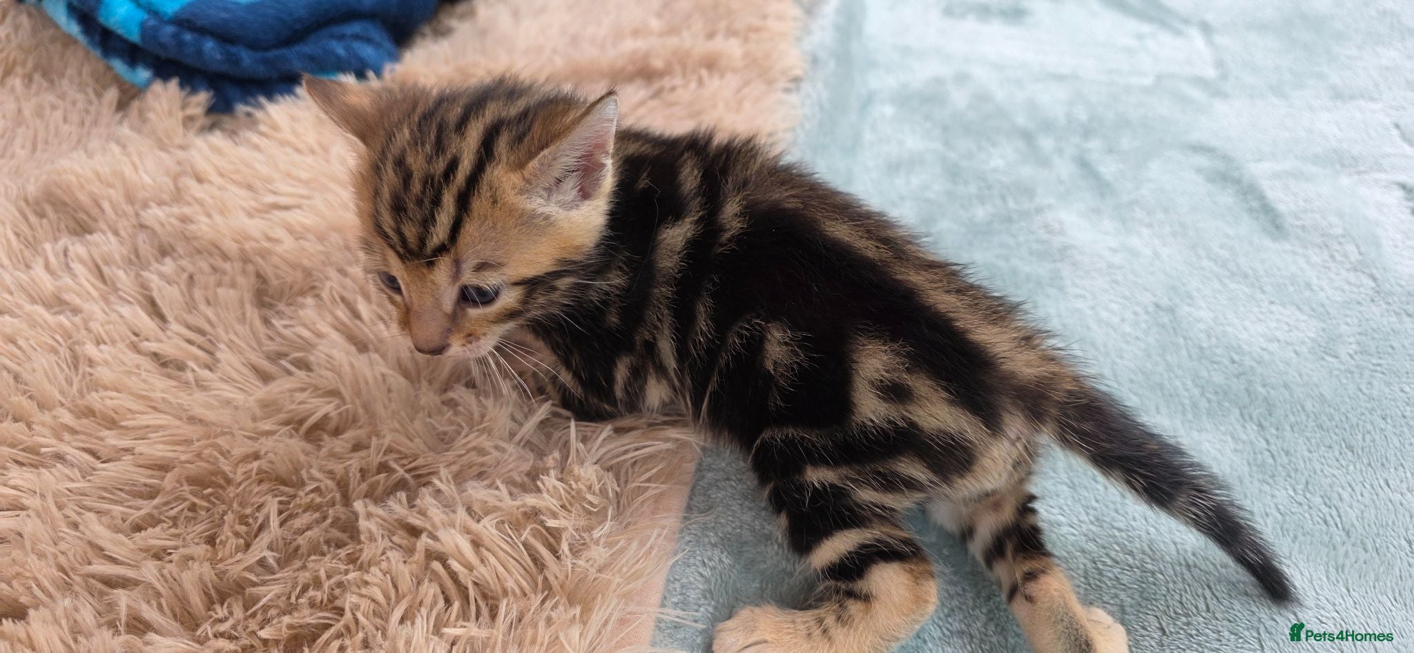 Bengal cats Beautiful Purebred Bengal Kittens - Advert 11