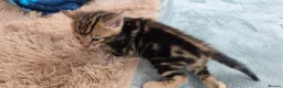 Bengal cats for sale: Beautiful Purebred Bengal Kittens - Advert 3