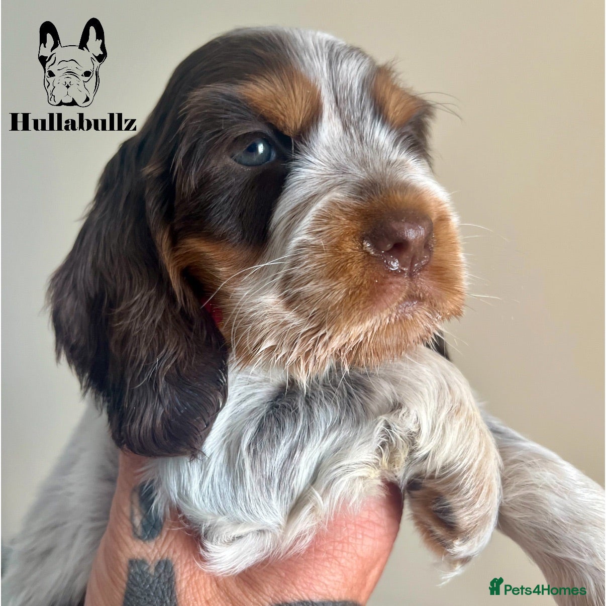 Cocker Spaniel dogs Health tested Roan Cocker Spaniels  - Advert 1