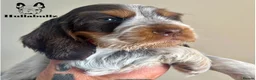 Cocker Spaniel dogs for sale: Health tested Roan Cocker Spaniels  - Advert 1