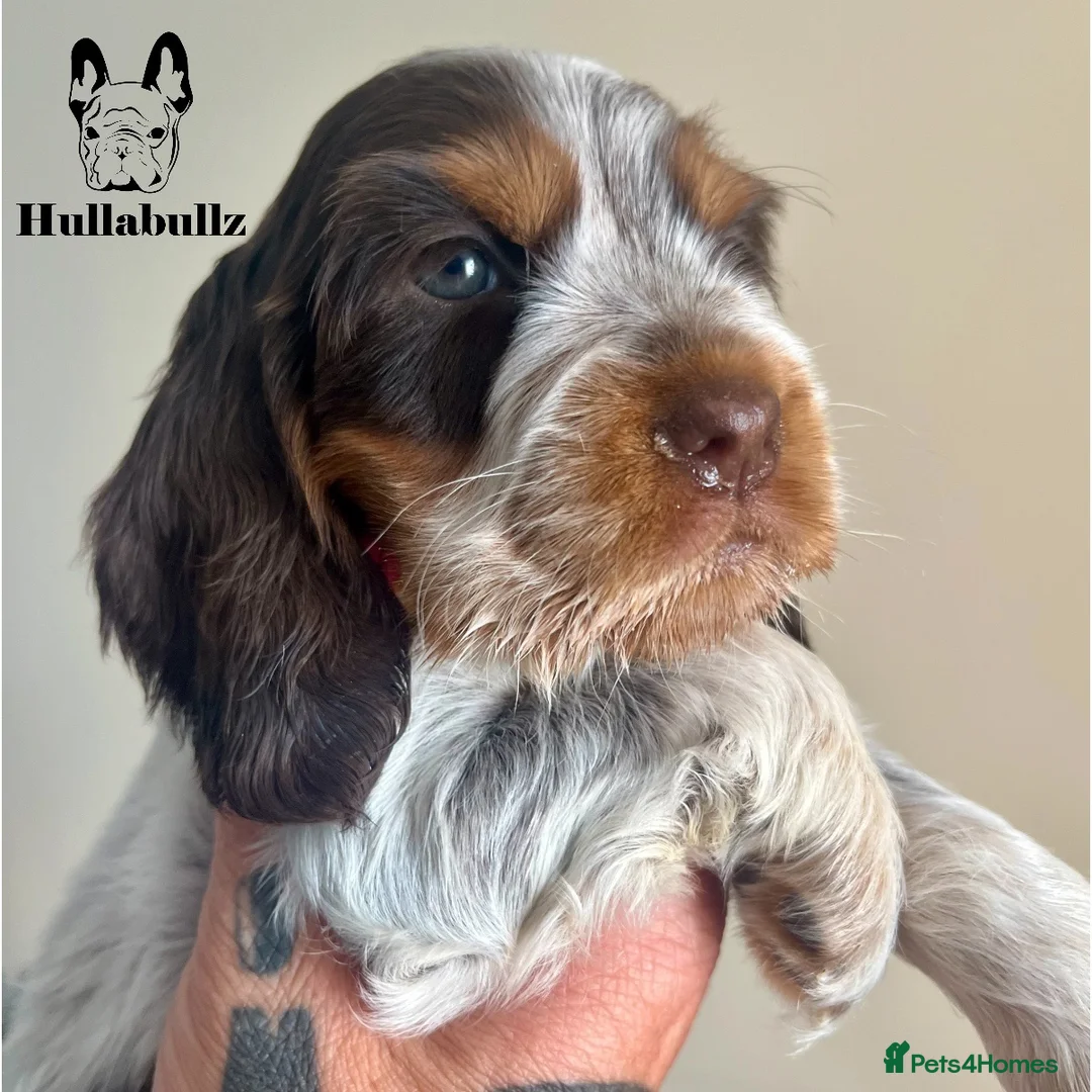 Cocker Spaniel dogs for sale: Health tested Roan Cocker Spaniels  - Advert 1