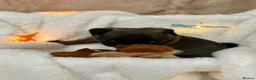 Pug dogs for sale: Six Happy & Healthy KC Pedigree Pugs - Advert 15