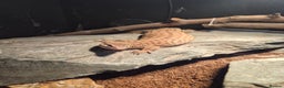 Monitor reptiles for sale: Ackie monitor( 3 years old) with setup - Advert 2