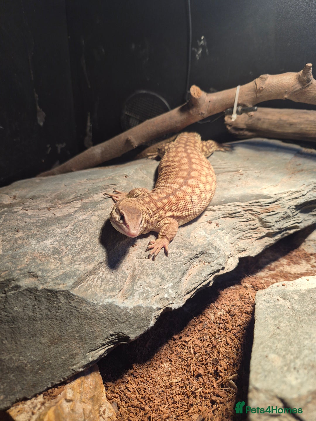 Monitor reptiles for sale: Ackie monitor( 3 years old) with setup - Advert 2
