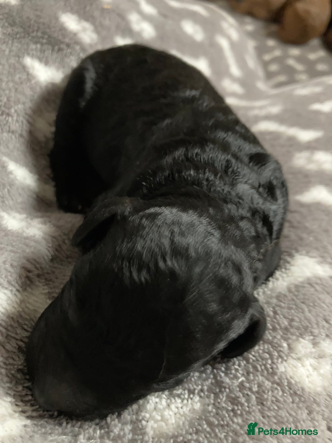 Goldendoodle dogs for sale: Miniature F1B Goldendoodle puppies - Image 6