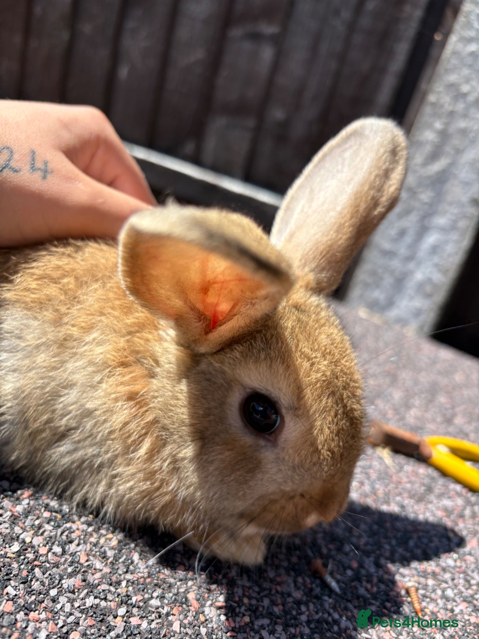 Mini Lop rabbits Beautiful pure breed mini lops😍 - Advert 2