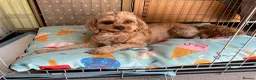 Cavapoo dogs for sale: Winnie in Sutton Coldfield - Advert 1