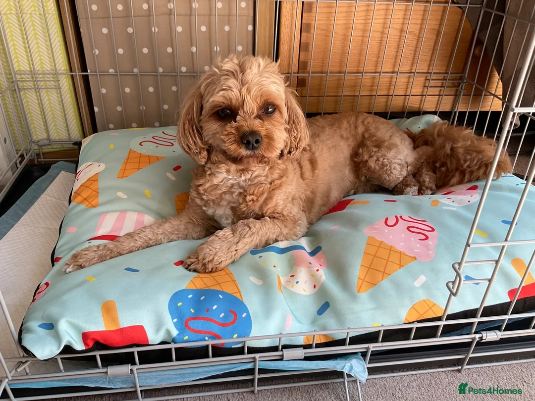 Cavapoo dogs for sale: Winnie in Sutton Coldfield - Advert 1