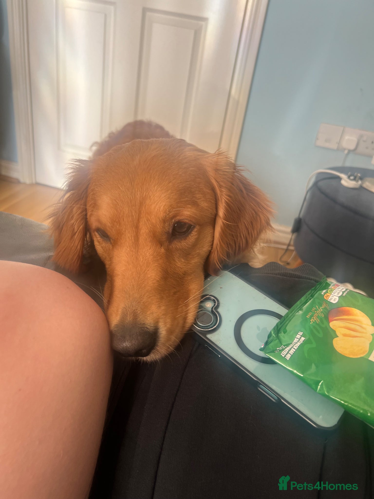 Golden Retriever dogs FOX RED GOLDENS DUE MAY 1st - Advert 1