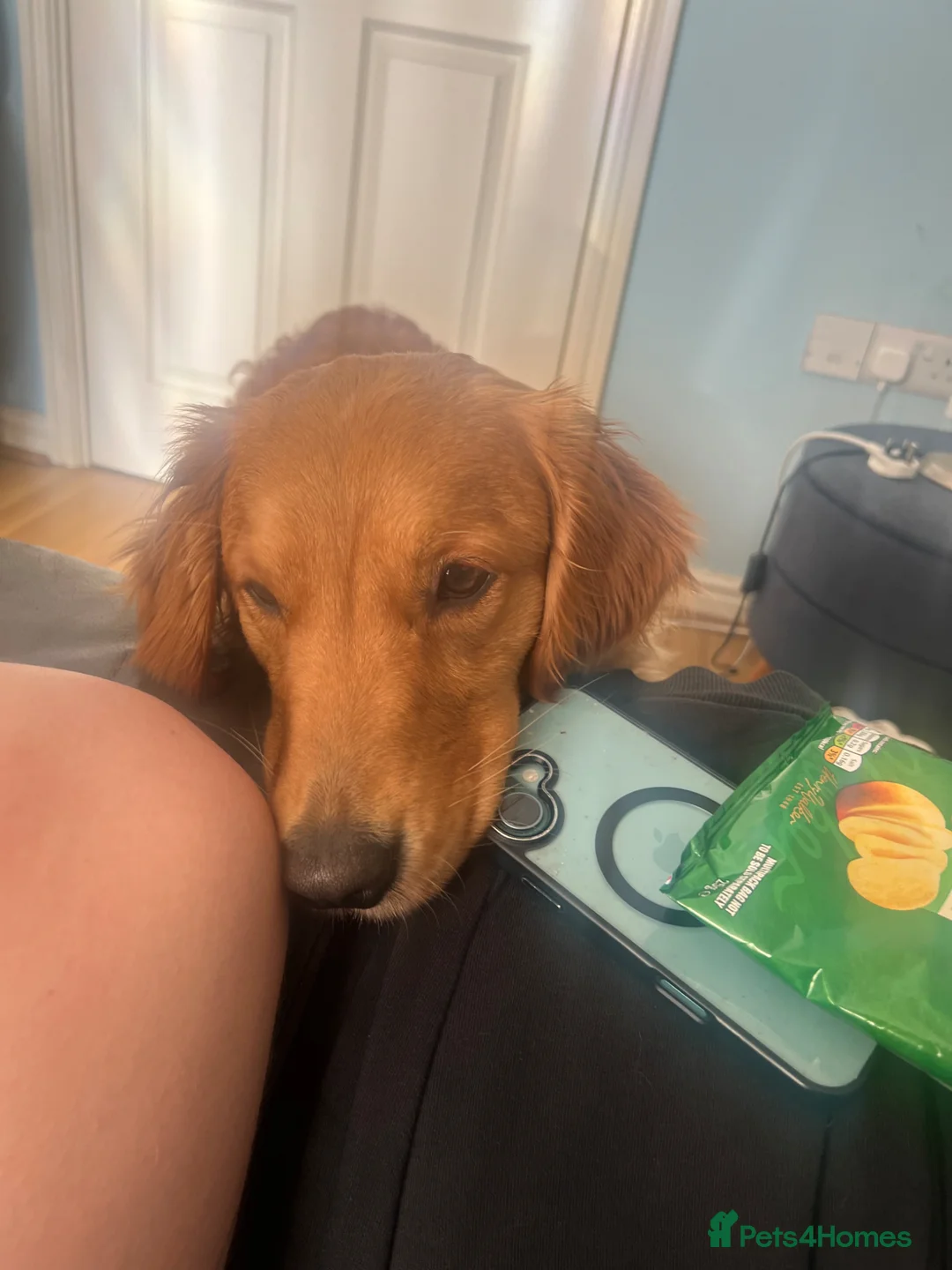 Golden Retriever dogs for sale: FOX RED GOLDENS DUE MAY 1st in Leicester - Advert 1