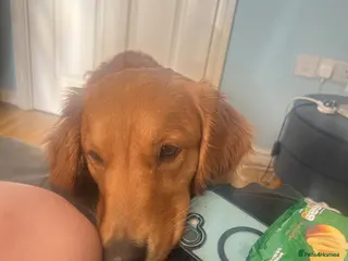 Golden Retriever dogs FOX RED GOLDENS DUE MAY 1st - Advert 1