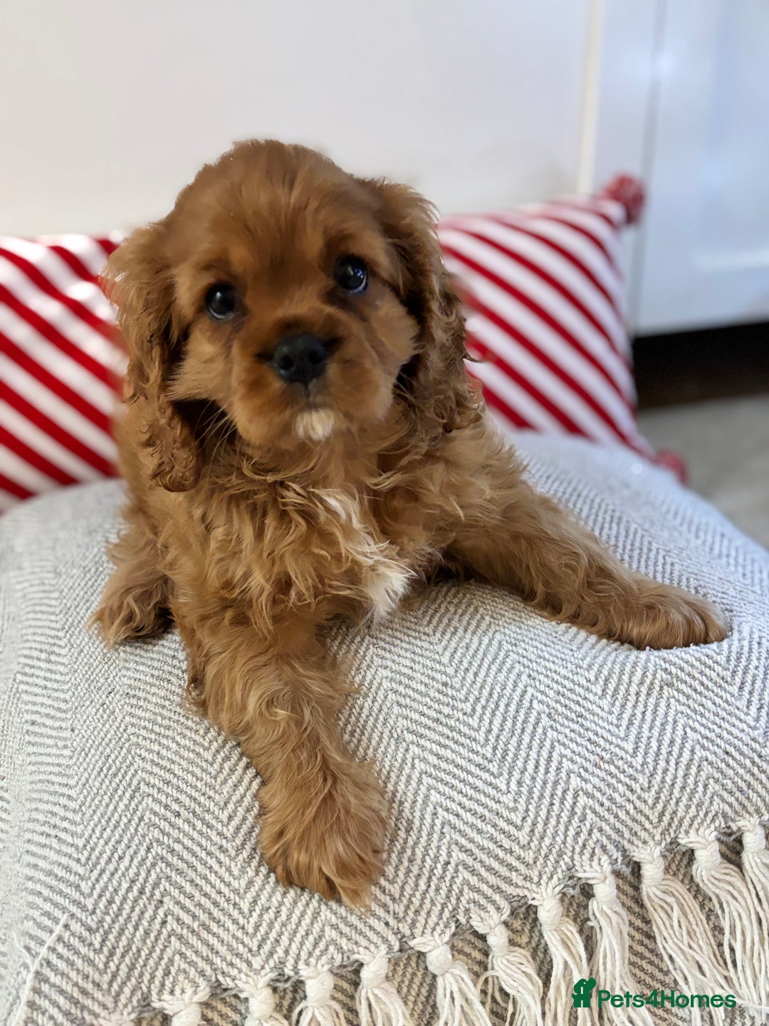 Cavalier King Charles Spaniel dogs for sale: Stunning King Charles Cavalier Puppies - Advert 7