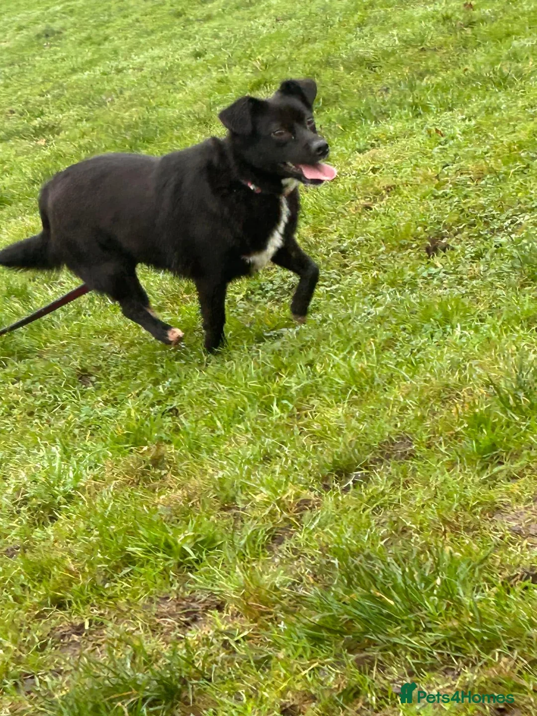 Mixed Breed dogs for adoption: Kimba - Norwich Norfolk  in Norwich - Advert 17