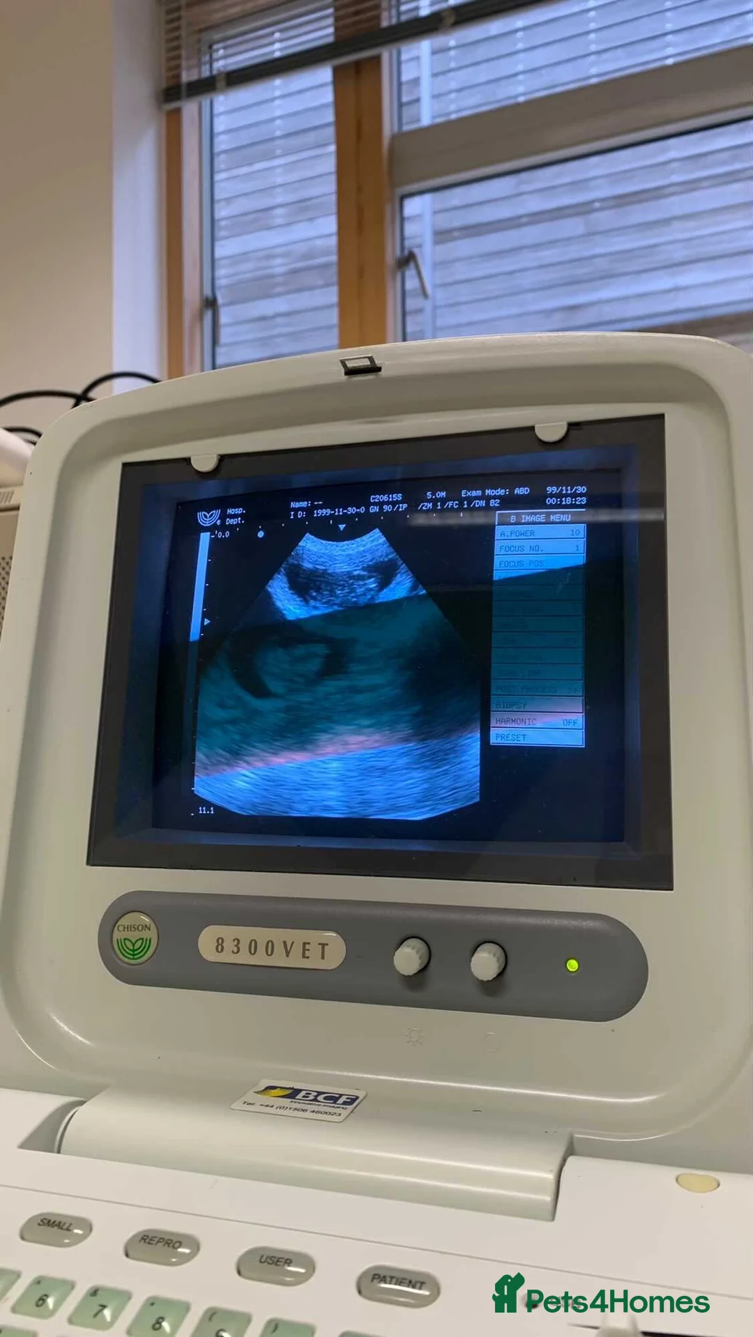 Pomsky dogs for stud: American Import Chocolate Pomsky for Stud in Ammanford - Advert 10