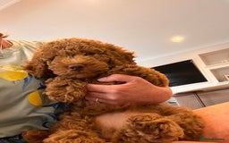 Cockapoo dogs for sale: READY TO LEAVE NOW Stunning Cockapoo Puppies - Image 4