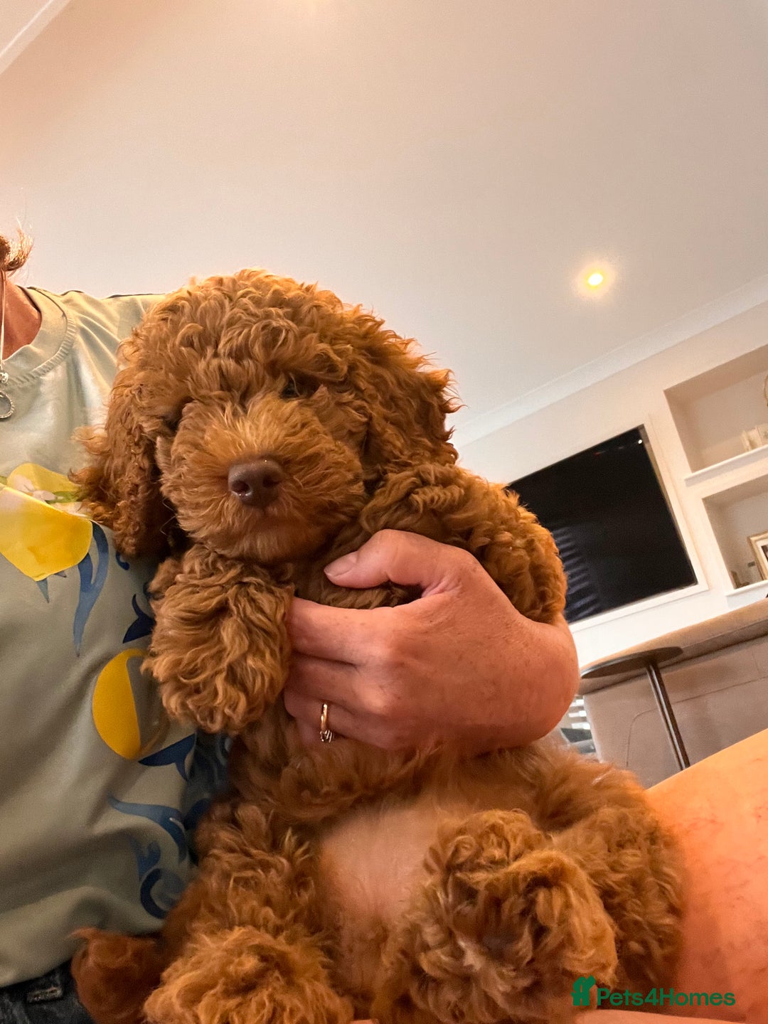 Cockapoo dogs for sale: READY TO LEAVE NOW Stunning Cockapoo Puppies - Image 4