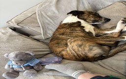 Mixed Breed dogs for sale: Benji lurcher X collie 4yo - Image 4