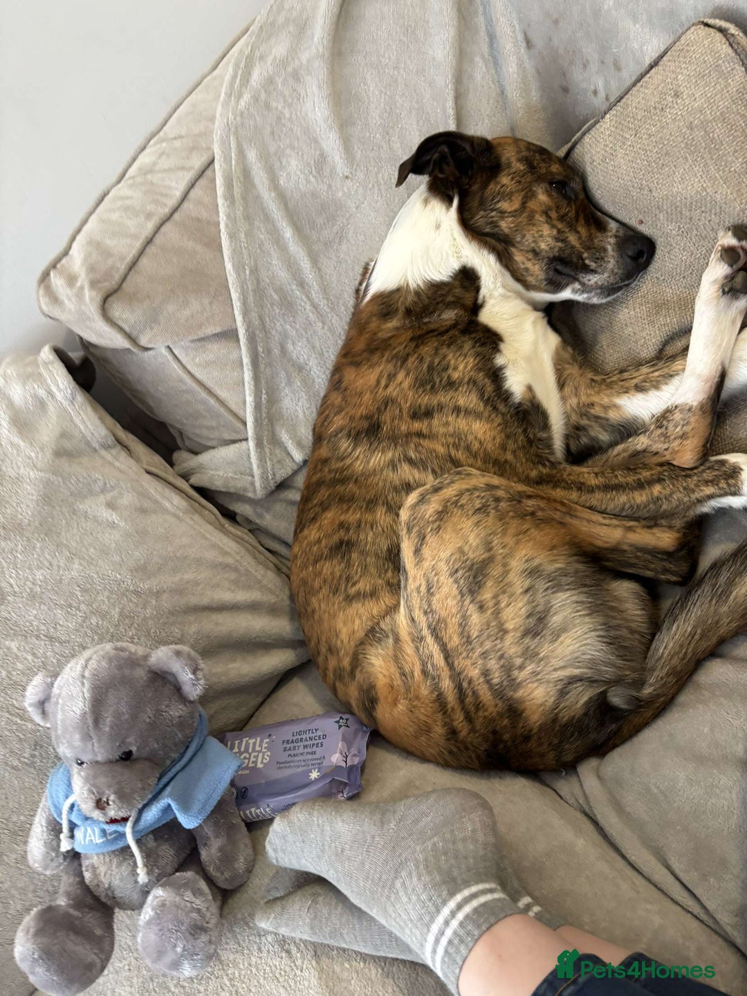 Mixed Breed dogs for sale: Benji lurcher X collie 4yo - Image 4