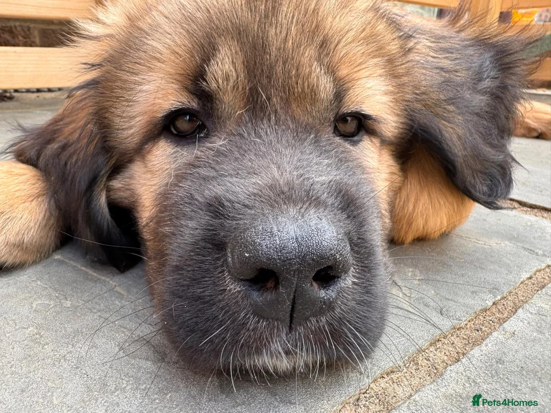 Saint Bernard dogs for sale: Giant Floof pups for sale - Advert 20