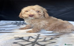 Cockapoo dogs for sale: Cockapoo puppies for sale  - Advert 13