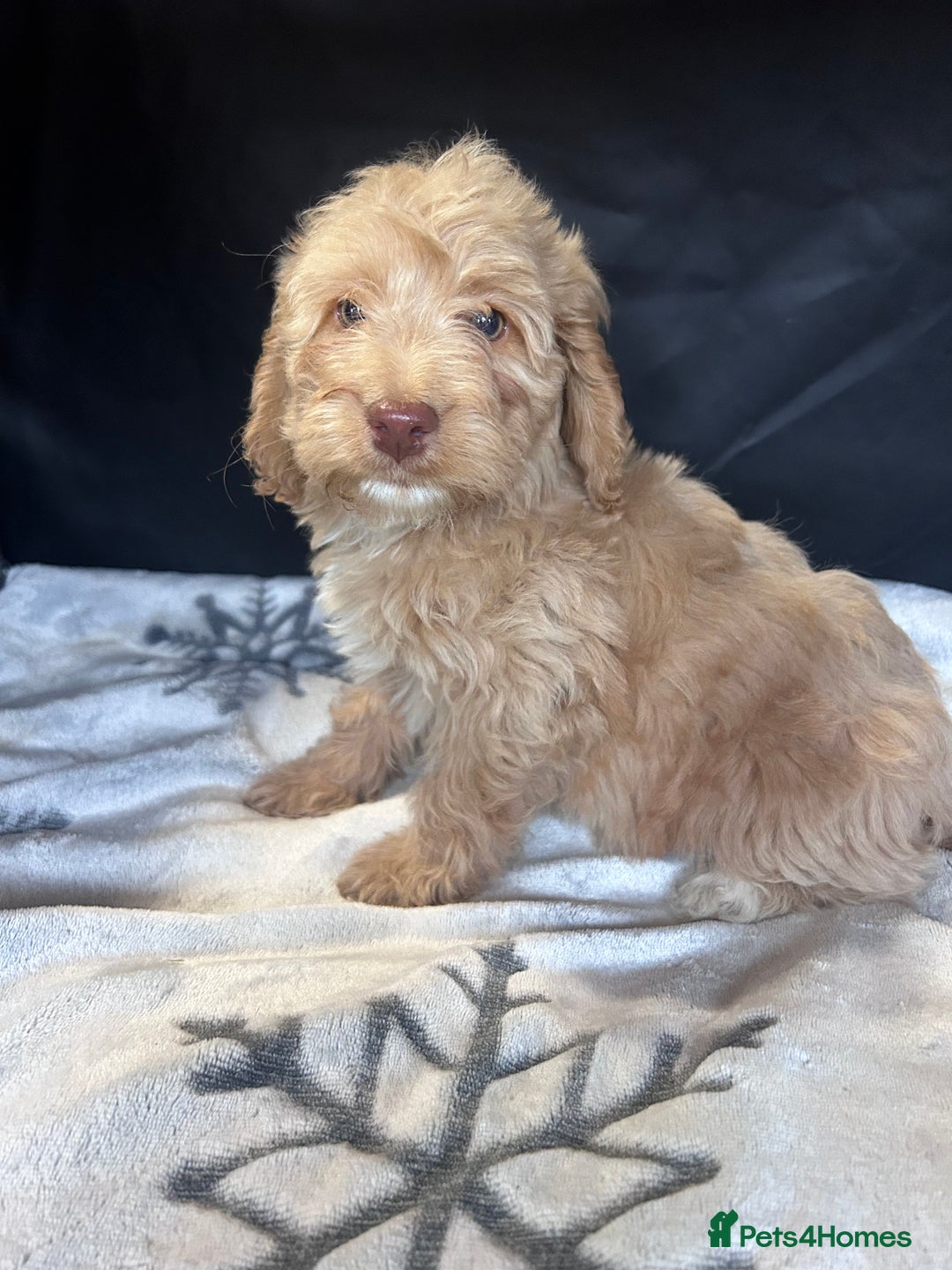 Cockapoo dogs for sale: Cockapoo puppies for sale  - Advert 13