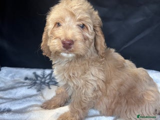 Cockapoo dogs Cockapoo puppies for sale - Advert 15
